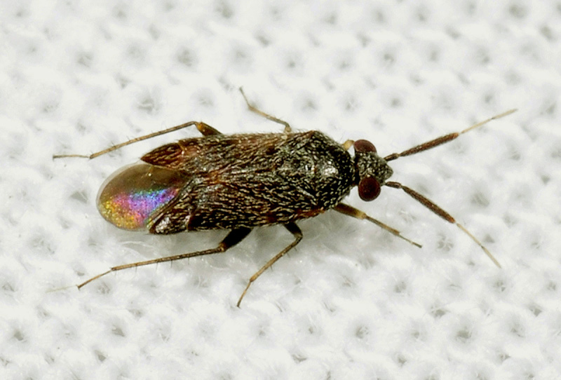 Miridae: Atractotomus magnicornis